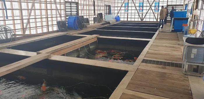 Irish Koi | Japanese Koi Northern Ireland Picture 7