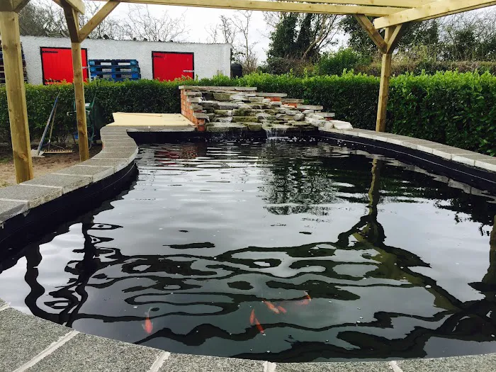 Irish Koi | Japanese Koi Northern Ireland Picture 10