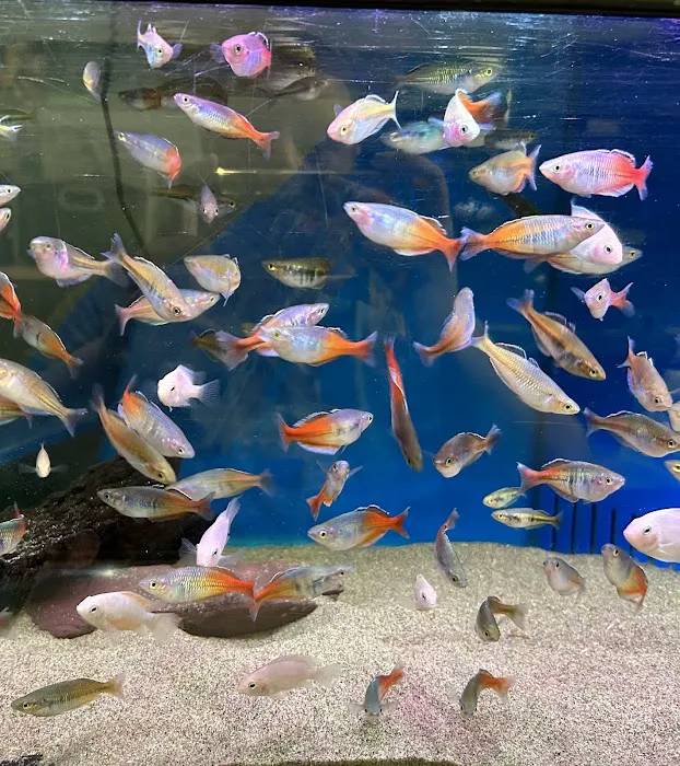 Maidenhead Aquatics Belfast Picture 6