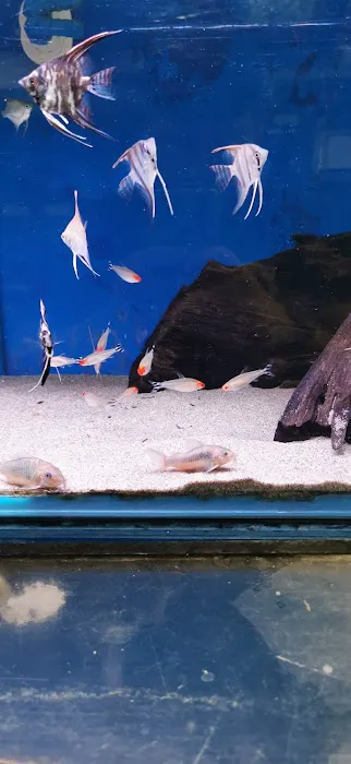 Maidenhead Aquatics Belfast Picture 7