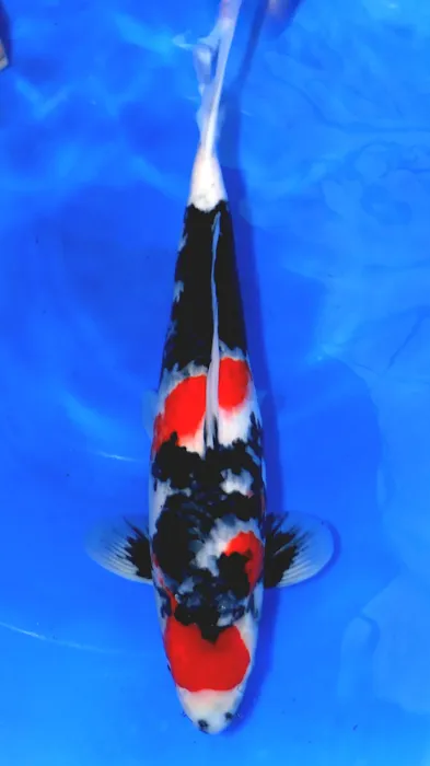 Aqua Group Koi Picture 3