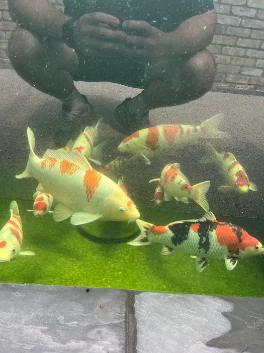 Aqua Group Koi Picture 4