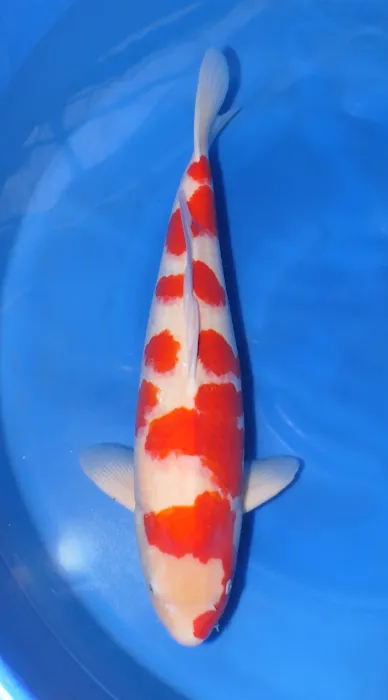 Aqua Group Koi Picture 5