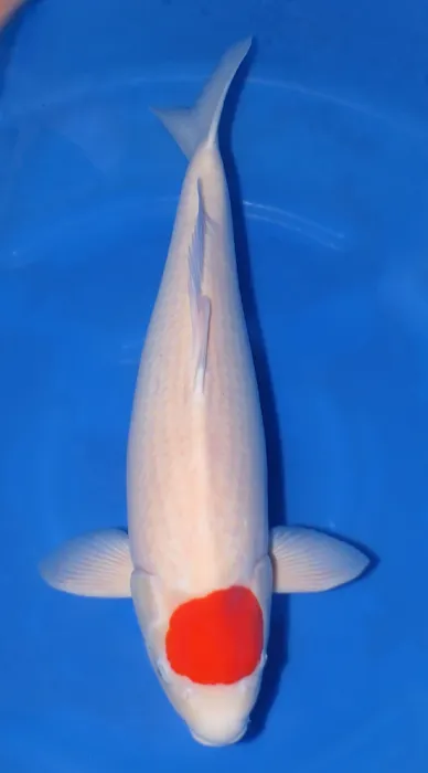 Aqua Group Koi Picture 6