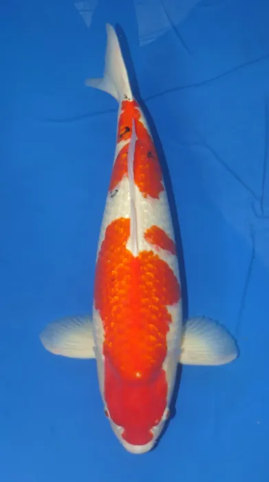 Aqua Group Koi Picture 8