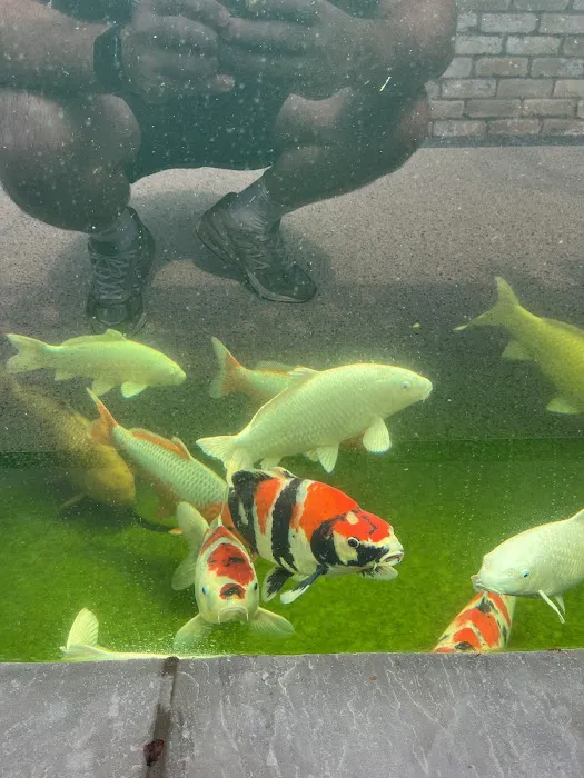 Aqua Group Koi Picture 9