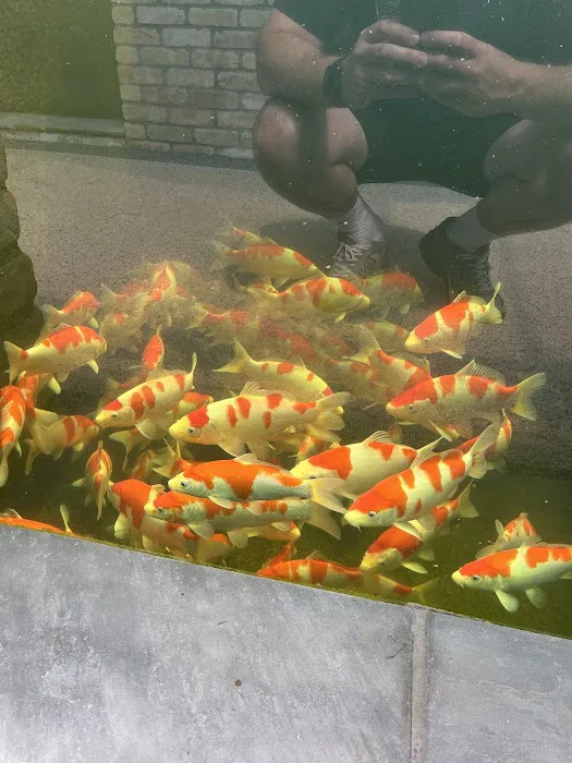 Aqua Group Koi Picture 7