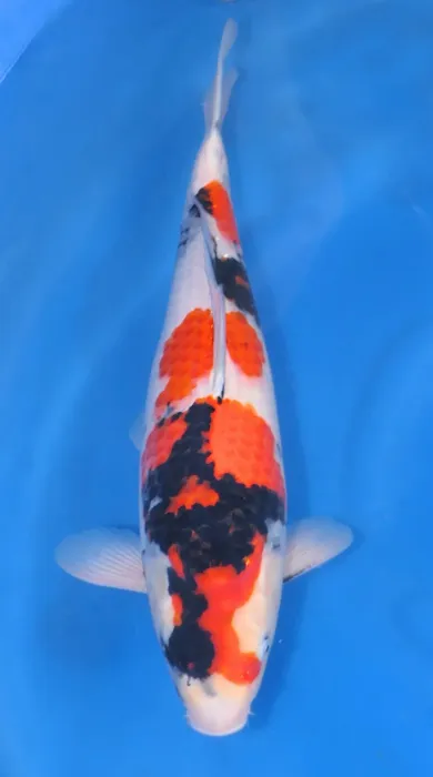 Aqua Group Koi Picture 10