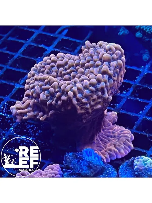 Aqua Group Picture 9