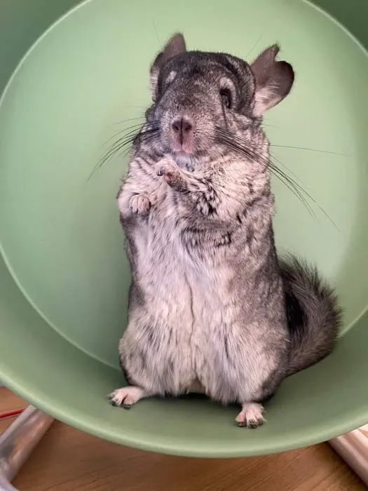 Tic Tac Wheels Picture 4