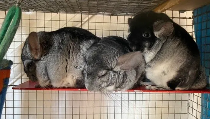 Tic Tac Wheels Picture 7