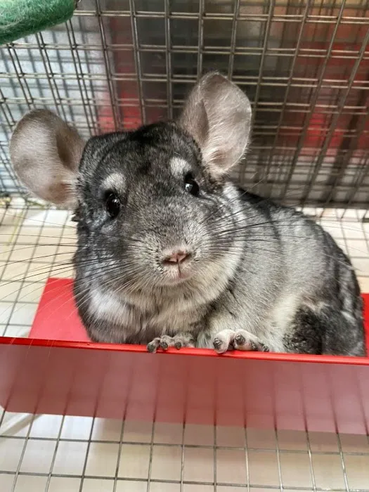 Tic Tac Wheels Picture 9