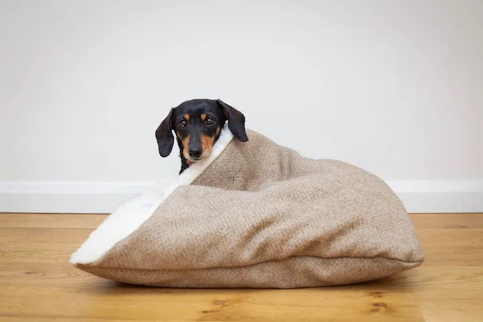 Designed for Dogs Picture 1