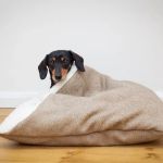 Designed for Dogs