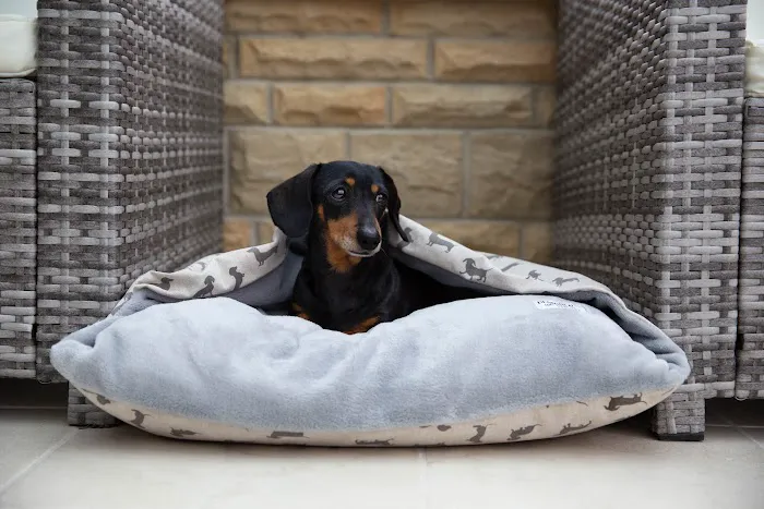 Designed for Dogs Picture 5