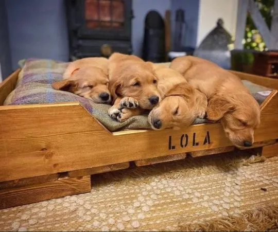 Designed for Dogs Picture 3