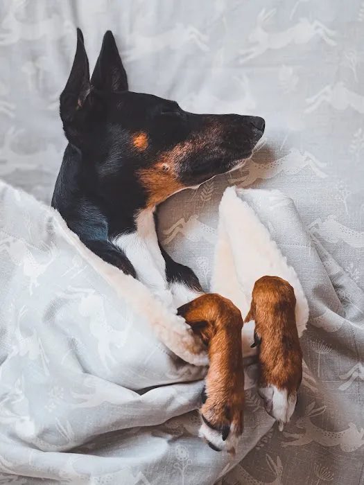 Designed for Dogs Picture 2