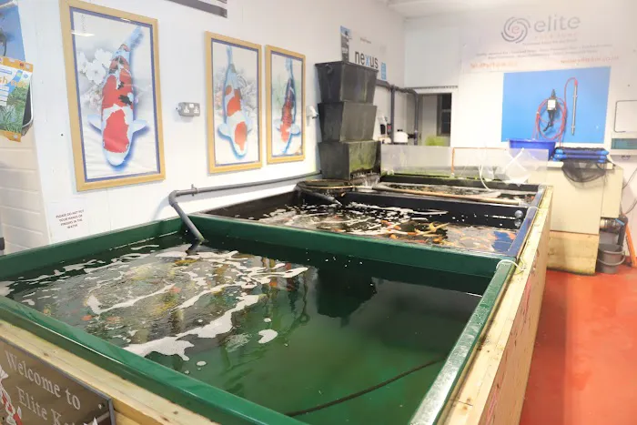 Elite Koi Picture 10