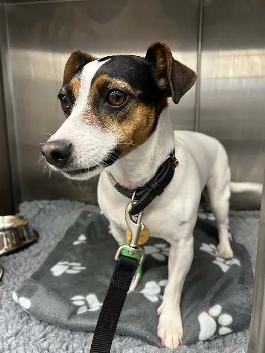 Claro Hill Vets Picture 4