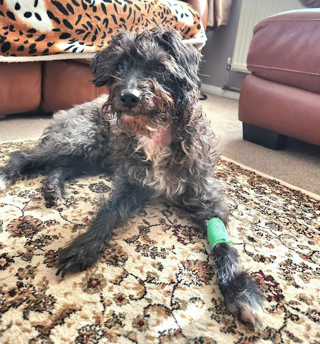 Claro Hill Vets Picture 10