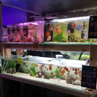 Mother of Aquatics - Victor Aquatics ico