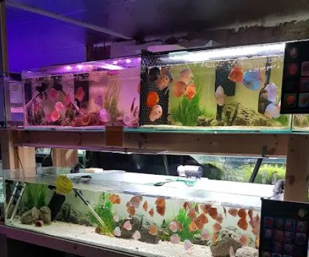 Mother of Aquatics - Victor Aquatics
