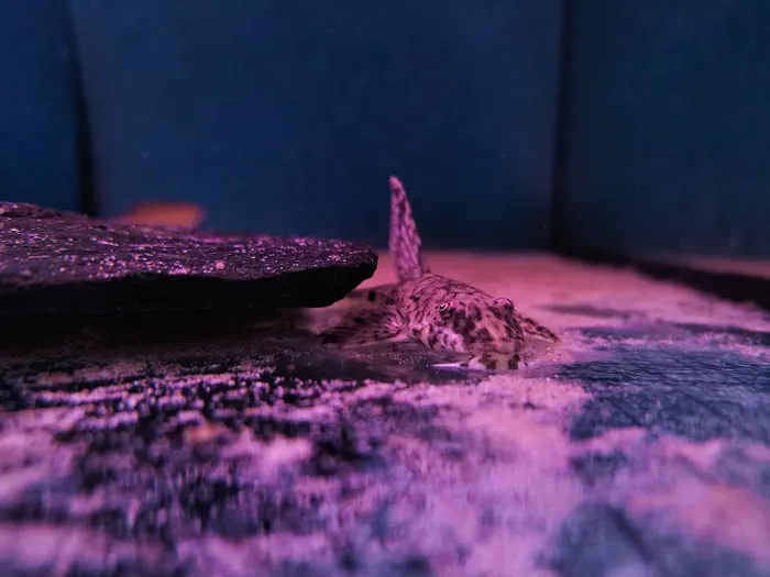 Mother of Aquatics - Victor Aquatics Picture 9