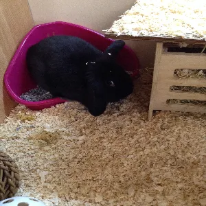 Pets at Home Cleethorpes Picture 2