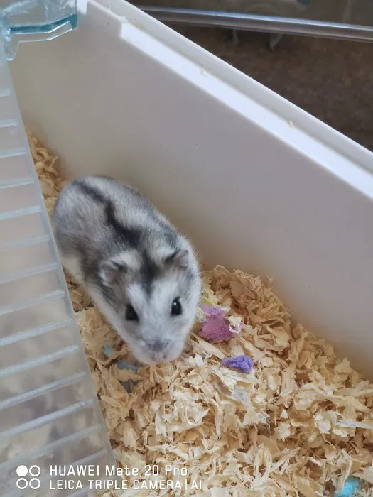 Pets at Home Cleethorpes Picture 8