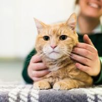 Abbey Veterinary Centre ico