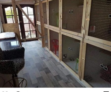 Tinkerbells Cattery Newtownabbey