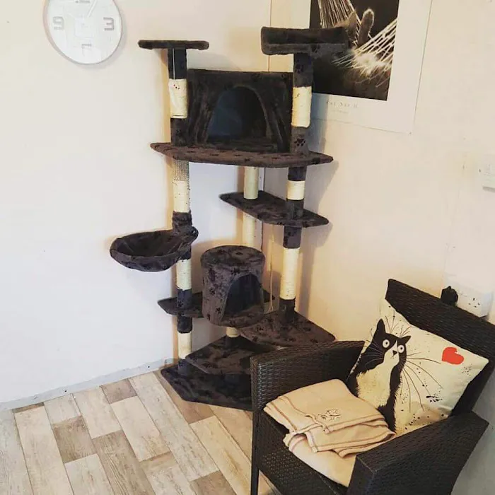 Tinkerbells Cattery Newtownabbey Picture 3
