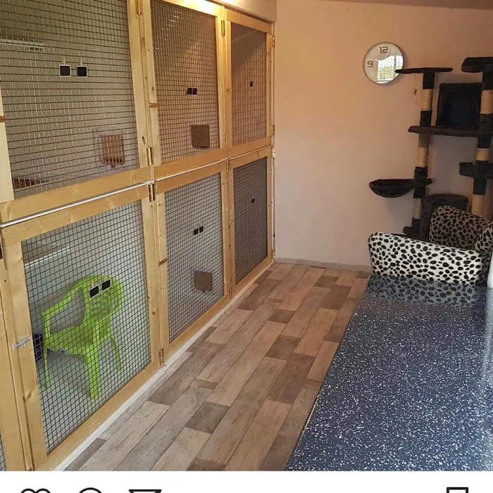 Tinkerbells Cattery Newtownabbey Picture 2