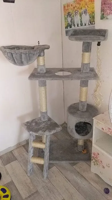 Tinkerbells Cattery Newtownabbey Picture 4