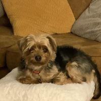 Glengormley Vets ico
