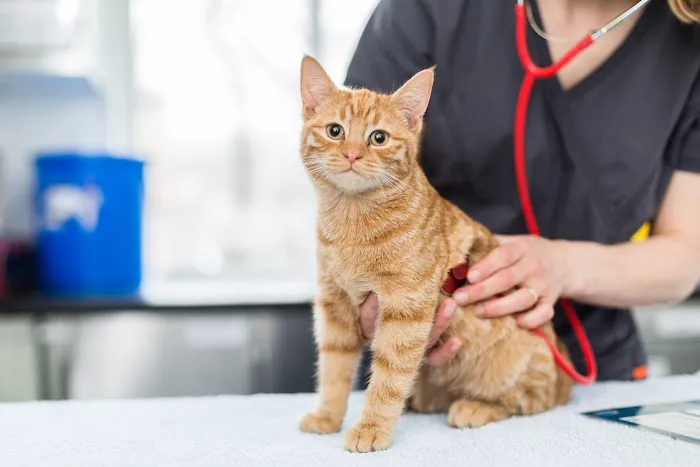 Glenburn Veterinary Surgeons Picture 3
