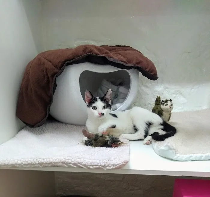 Coach House Cattery Picture 1