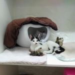 Coach House Cattery