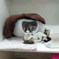 Coach House Cattery ico