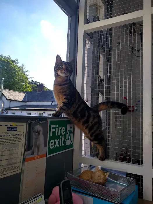 Coach House Cattery Picture 6