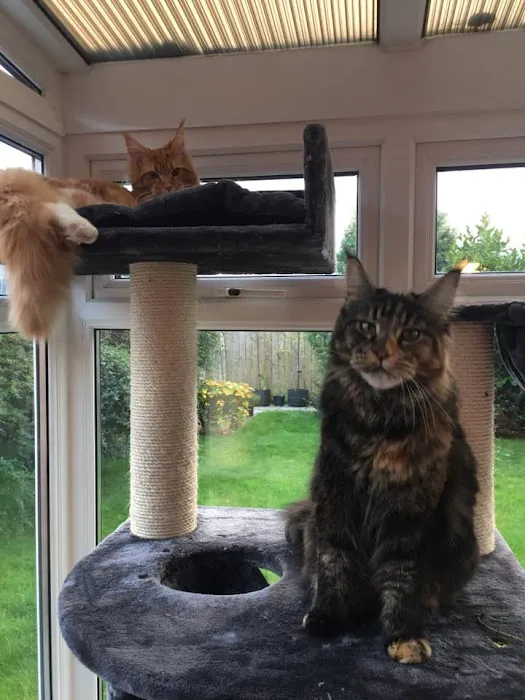 Coach House Cattery Picture 4
