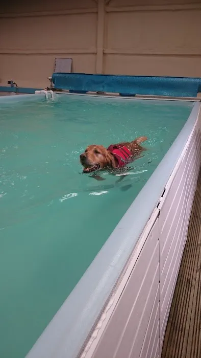 Highwood Canine Hydrotherapy Picture 1