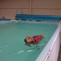 Highwood Canine Hydrotherapy ico