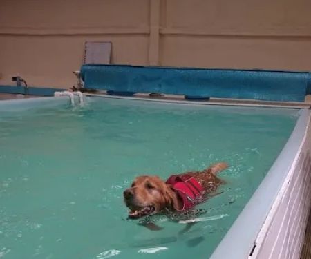 Highwood Canine Hydrotherapy