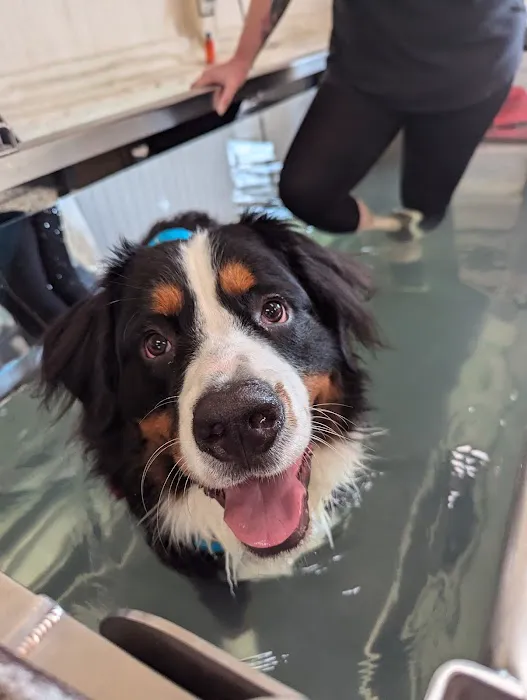 Highwood Canine Hydrotherapy Picture 6