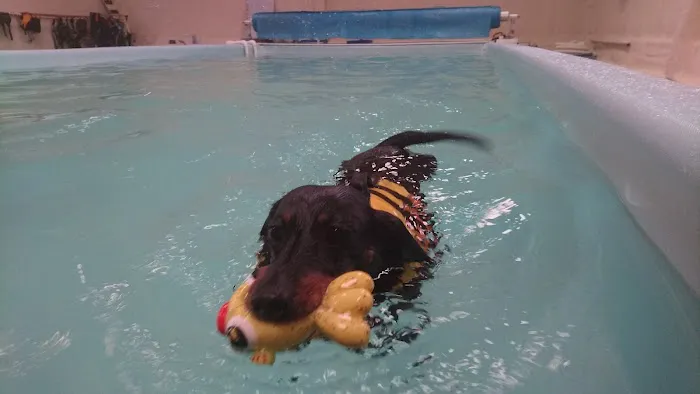 Highwood Canine Hydrotherapy Picture 10