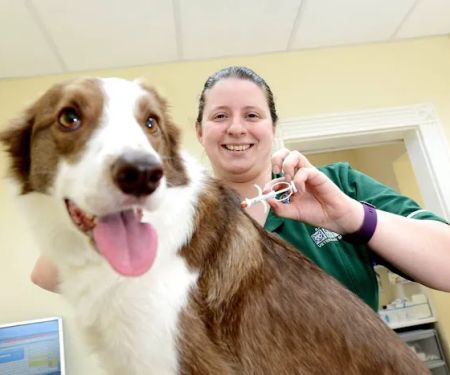 Raoul Dowding Vets, Bawtry