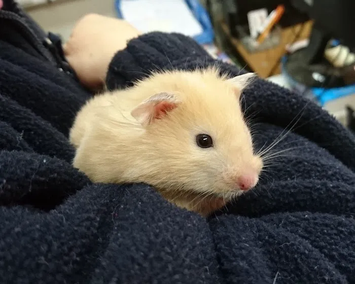Raoul Dowding Vets, Bawtry Picture 4
