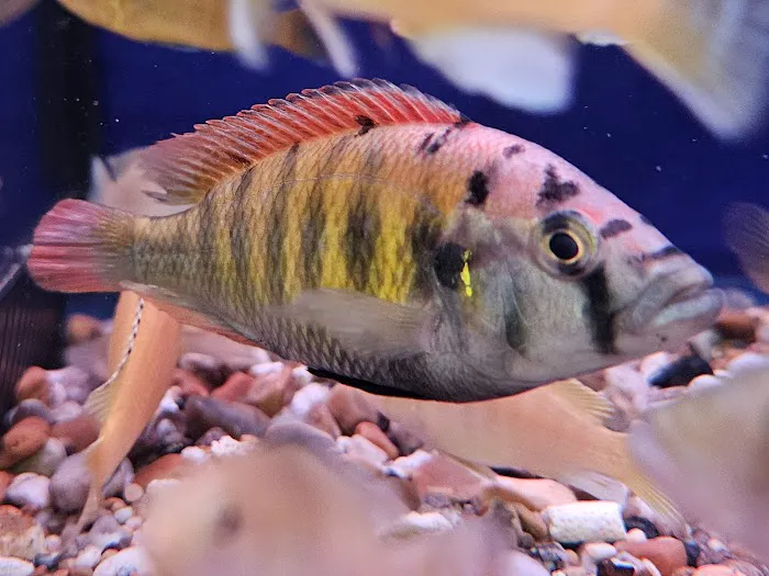 Carter's Aquatics & Pets Picture 2