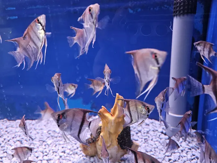 Carter's Aquatics & Pets Picture 6